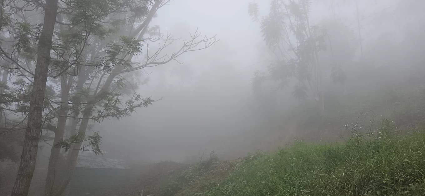 Jacaranda Gallery 18