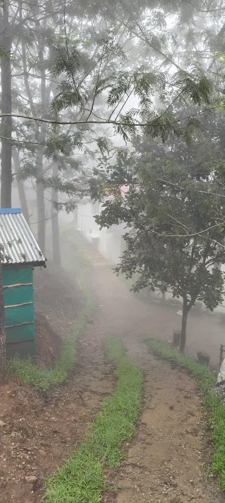 Jacaranda Gallery 24