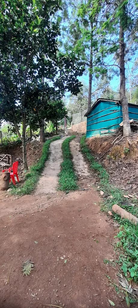 Jacaranda Gallery 26