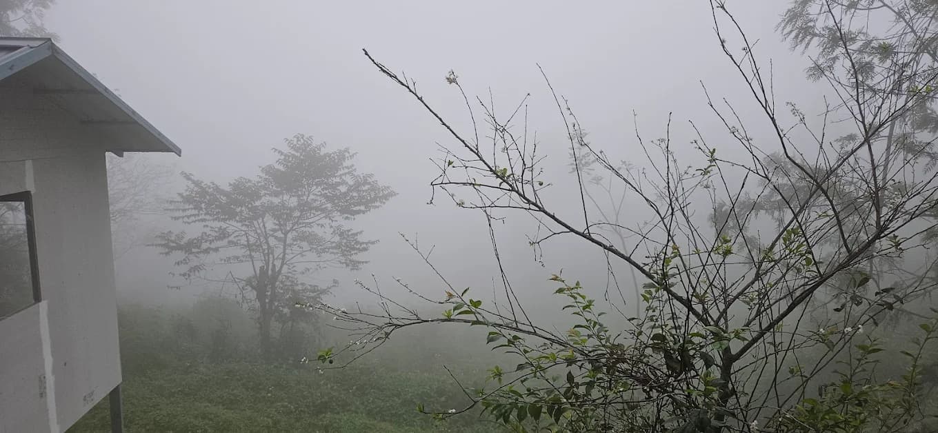 Jacaranda Gallery 31